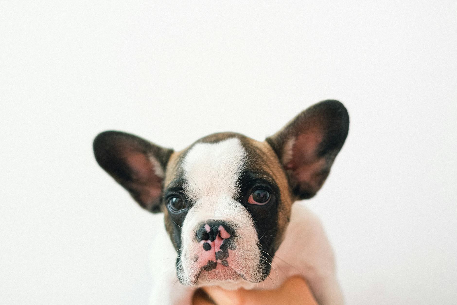 French Bulldog Puppy for Sale UK - Find Your Perfect Companion - zdjecie w tresci