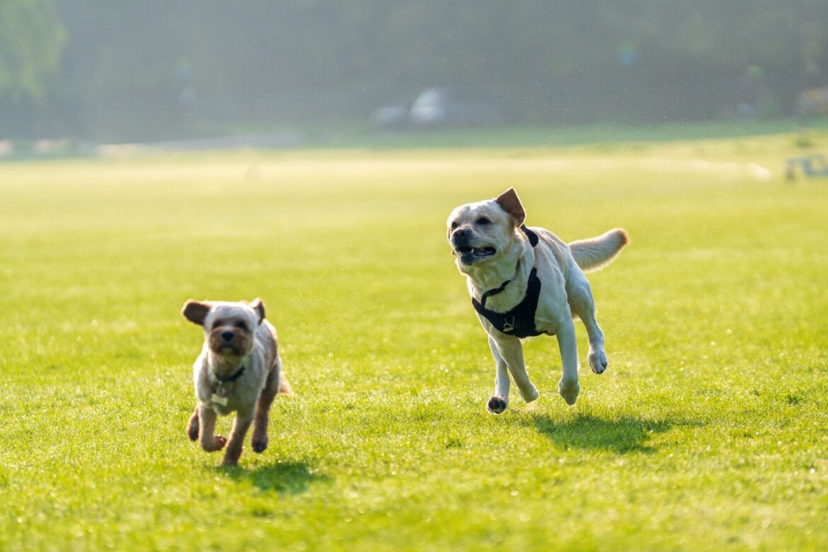 Bladder Cancer Charities: How the UK Dog Community Raises Real Money - ilustracja artykulu