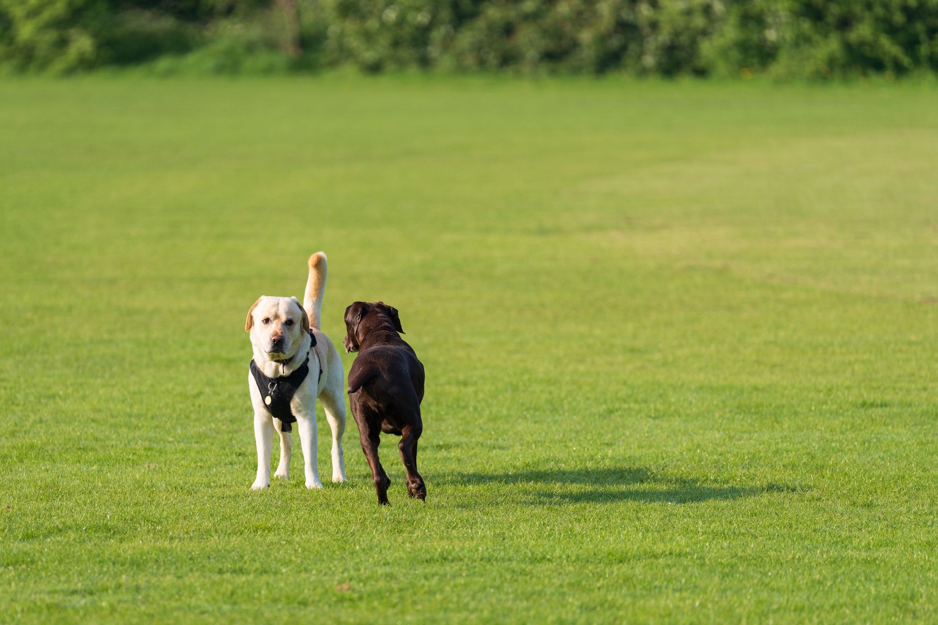 Ilustracja: Bladder Cancer Charities: How the UK Dog Community Rais Bladder Cancer Charities: How the UK Dog Community Raises Real Money - zdjecie w tresci