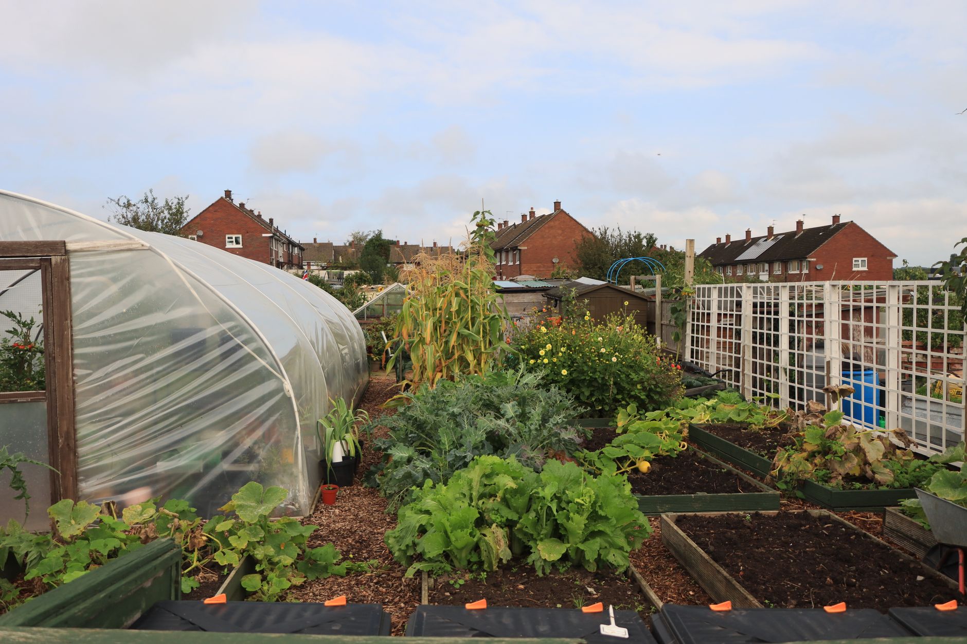 Ilustracja: Allotment Gardening UK: A Complete Beginner's Guide to Allotment Gardening UK: A Complete Beginner's Guide to Growing Your Own - zdjecie w tresci