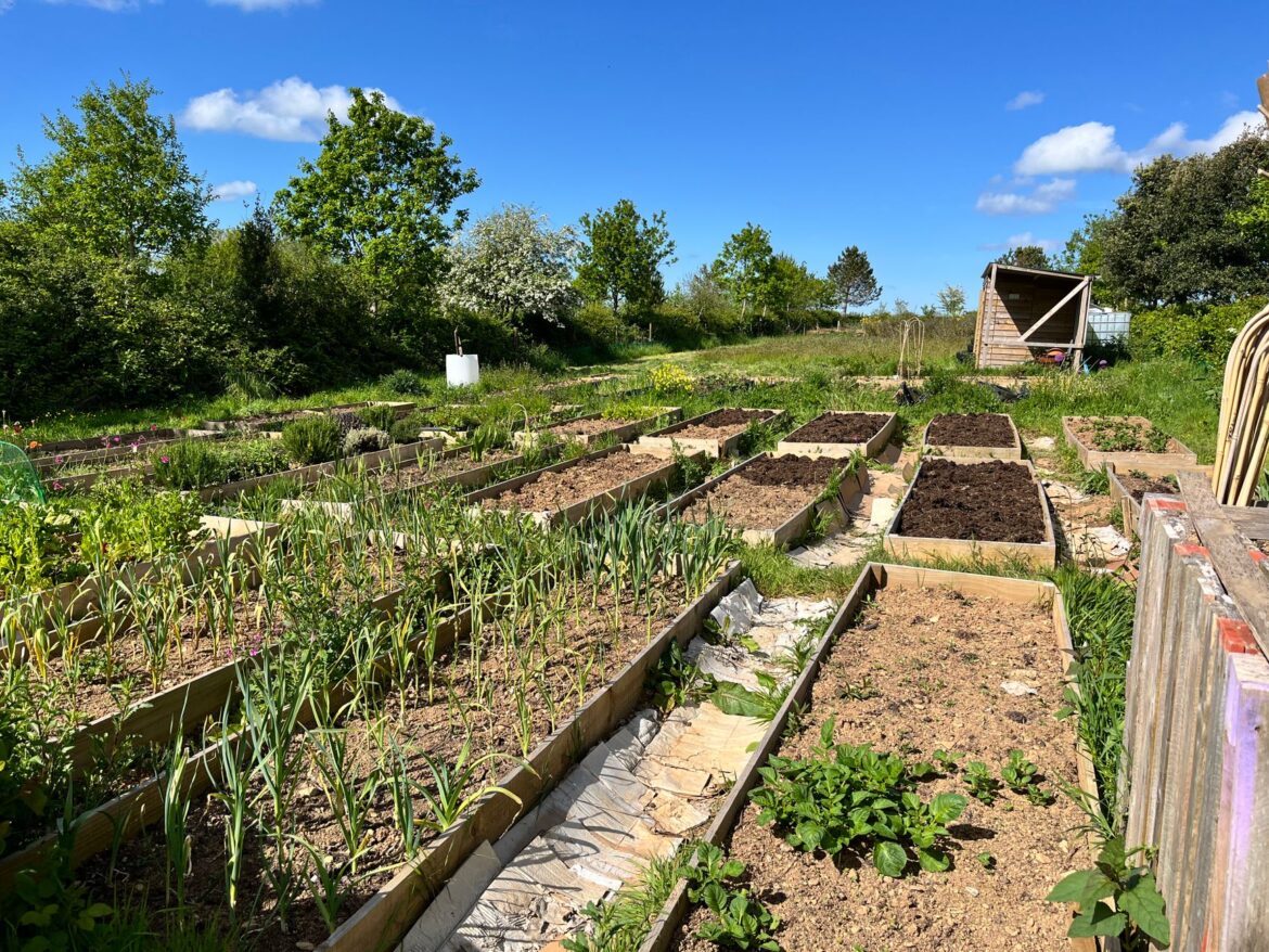 Allotment Gardening UK: A Complete Beginner's Guide to Growing Your Own - ilustracja artykulu