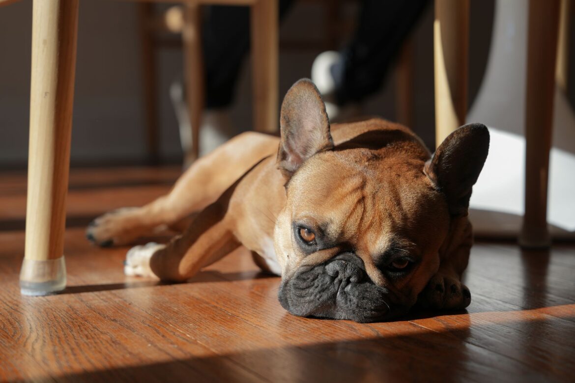Asymptomatic Hyperuricaemia Support for UK Bulldog Families - ilustracja artykulu