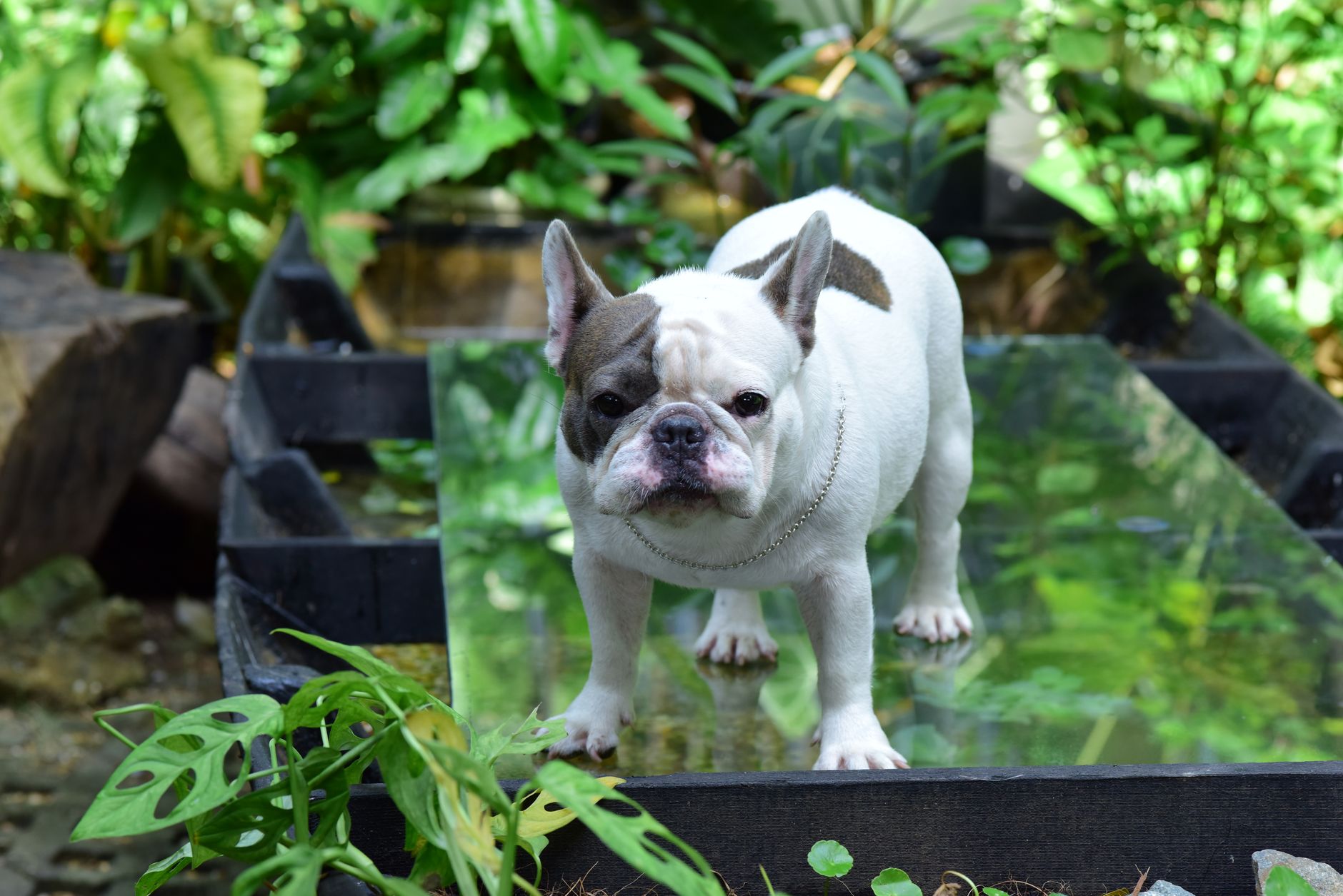Ilustracja: Asymptomatic Hyperuricaemia Support for UK Bulldog Fami Asymptomatic Hyperuricaemia Support for UK Bulldog Families - zdjecie w tresci